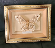 Robin Moth Cecropia Mothlkmoth Largest N. American Moth Mounted & Framed 22x18cm