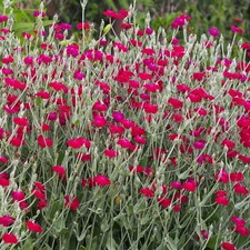 Lychnis coronaria- rose