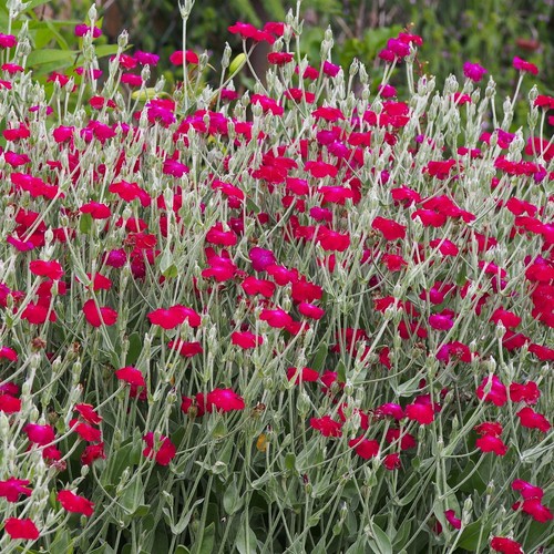 Lychnis coronaria rose - lychnis, coronaria-