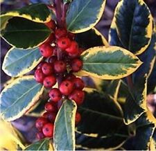 Ilex Golden King Evergreen