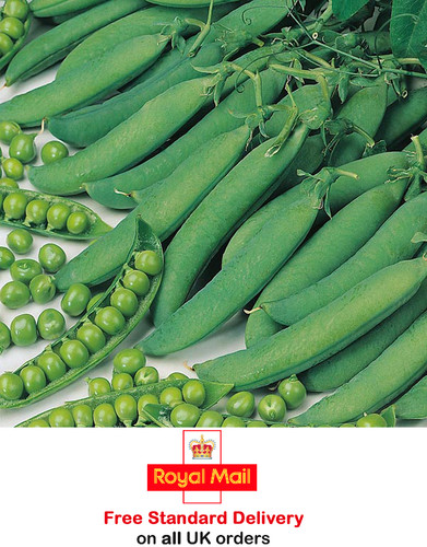 Pea hurst green shaft seeds - 'hurst,