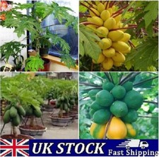 10 Dwarf Papaya Fruit Tree Seeds - UK
