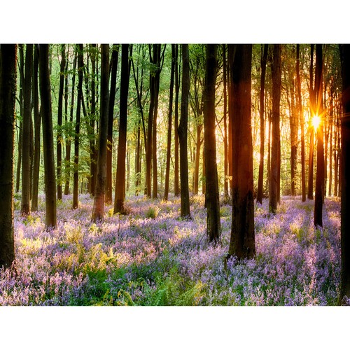 Bluebell wood sunrise - wood,