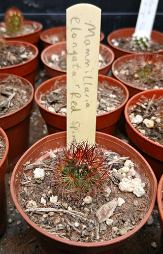 Mammillaria elongata red - mammillaria, 'red