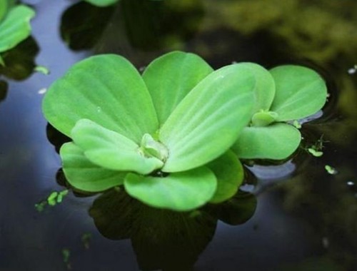 Water lettuce live - x,