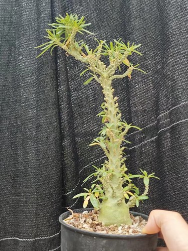 5cm live house plant - 5cm+,