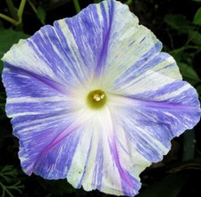 Morning glory Ipomoea tricolor Flying Saucers 150 seeds+4"FREE PLANT LABEL 