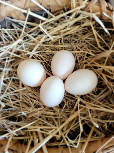 Pure white fertile silkie - 6,