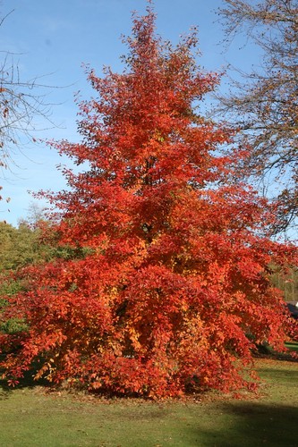 Nyssa sylvatica black gum - nyssa, /