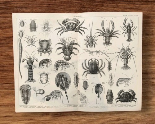 Antique 1876 victorian - 1876,
