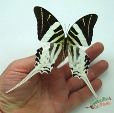 Graphium Androcles Giant Sword