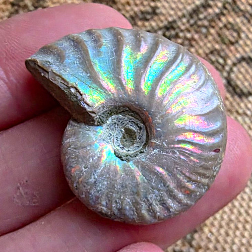 Iridescent ammonite fossil - iridescent,