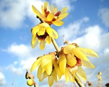 Wintersweet, Chimonanthus