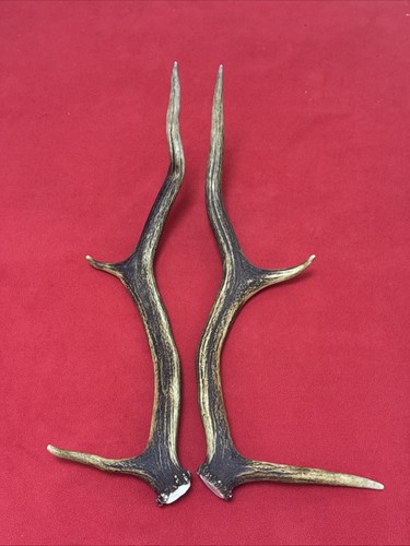 Pair red deer - red, antlers