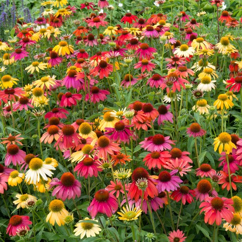 Echinacea cheyenne spirit - echinacea,