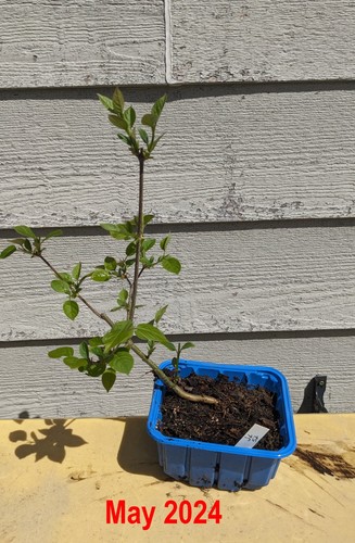 Japanese tree lilac pre - tree, bonsai