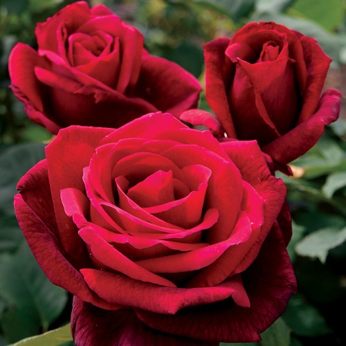 Tea rose miniature rosa - tea, rose/rosa