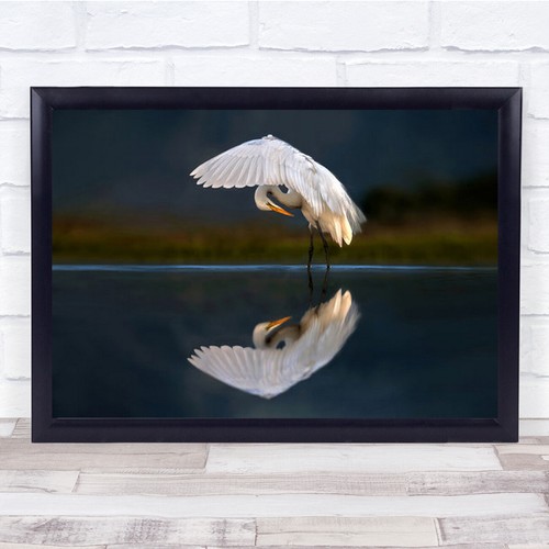 Egret dusk wild - egret,