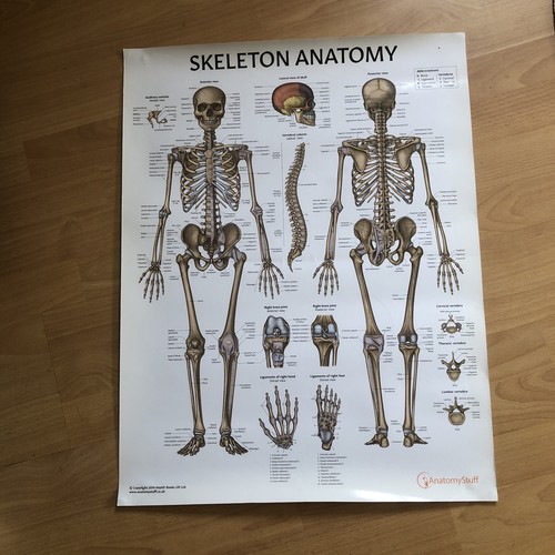 Anatomy posters charts - 2,
