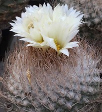 Strombocactus jarmilae 10