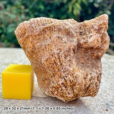 Genuine British Jurassic Coral