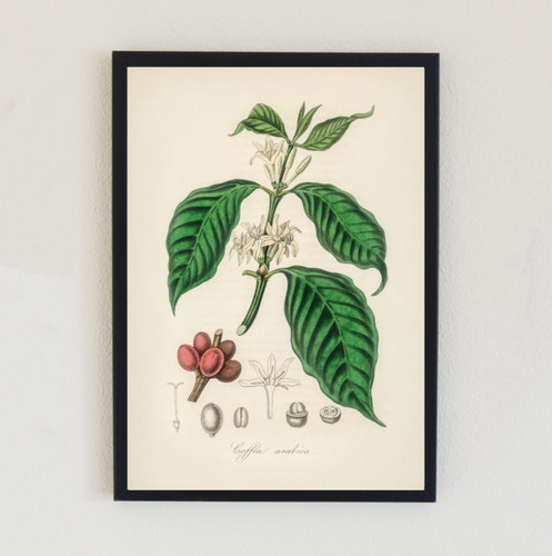 1836 vintage flower - vintage,