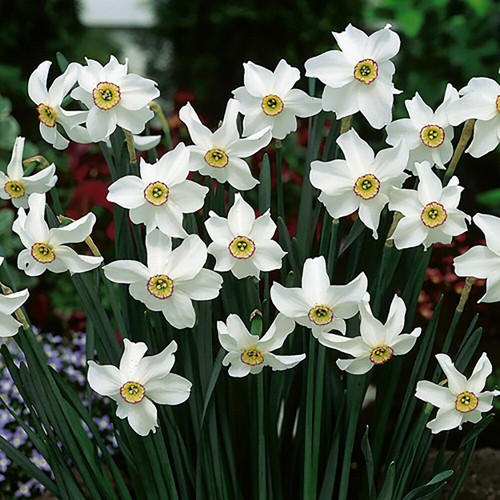 Daffodil pheasants eye - pheasants,
