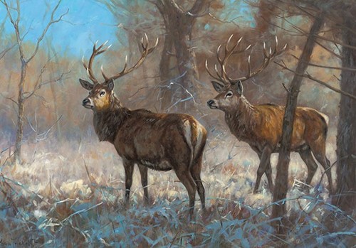 Stag christmas cards pack - christmas,
