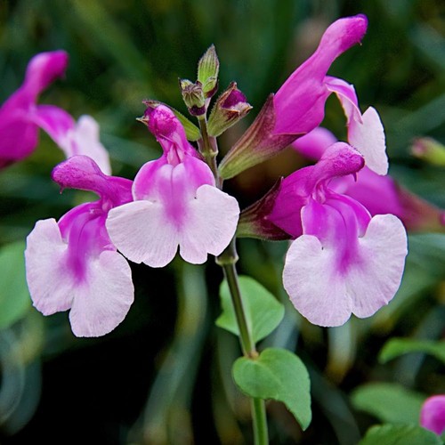 Salvia strawberry melba - 6,