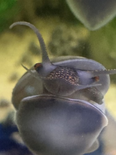 Mystery snails grey free - 10,