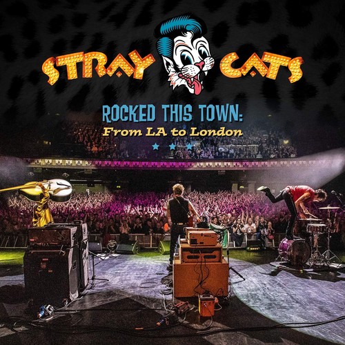 Stray cats rocked - stray, cats: