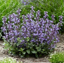 4 x Catmint LARGE PLUGS