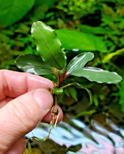 Bucephalandra species live - species,