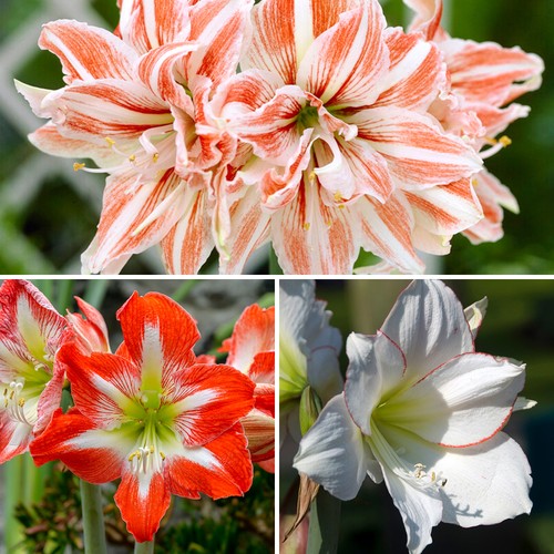 Amaryllis bulb collection - amaryllis,
