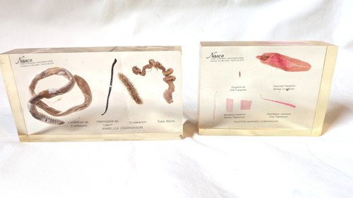 Vintage worm acrylic displays - vintage,