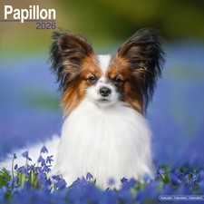 Papillon 2026 Calendar | Dog