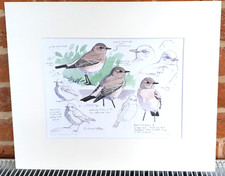 Richard Allen Bird Desert