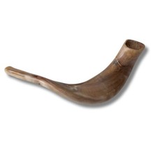 Kosher Polished Ram's Horn