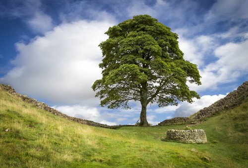 Sycamore gap tree poster - a4,