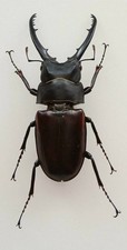 Prosopocoilus corpolaari large - prosopocoilus,