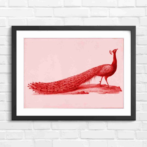 Peacock vintage art - vintage, framed