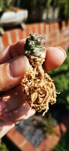 Opuntia fragilis denudata - v., denudata-