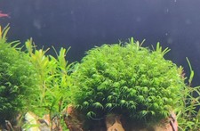 Phoenix Moss (Fissidens Fontanus)–Rare Live Moss on 5x5cm Wire Mesh for Aquarium