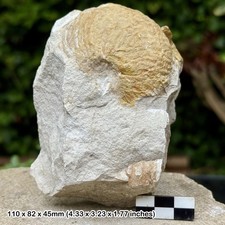 Fossil nautilus cenoceras - nautilus,