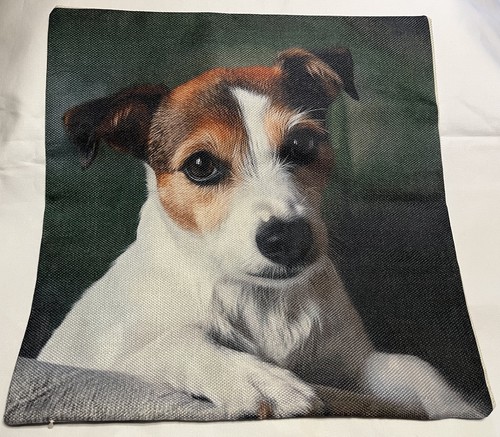 Adorable dog jack - adorable,