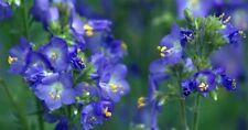 Polemonium caeruleum (Jacob's ladder) -50seeds