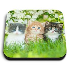 Square MDF Magnets - Gorgeous Kittens Garden Cats Animals  #8663