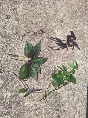 Tradescantia cutting bundle - tradescantia,