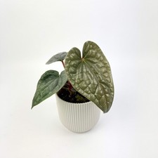 Anthurium Luxurians 10.5cm