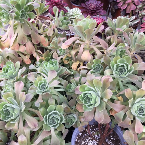 Aeonium goblin cutting - goblin,
